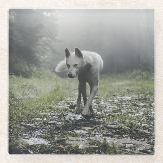 Witte Siberische Husky Glazen Onderzetter (Voorkant)