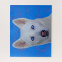 Witte Siberische Husky Legpuzzel (Blauw BG)