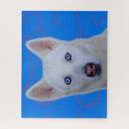 Witte Siberische Husky Legpuzzel (Blauw BG)