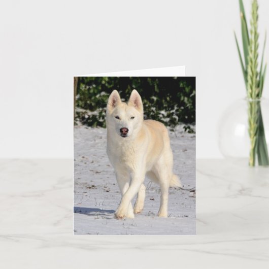 Witte Siberische husky notecard Kaart (Voorkant)