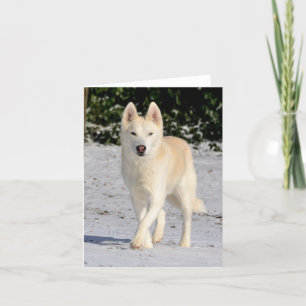 Witte Siberische husky notecard Kaart
