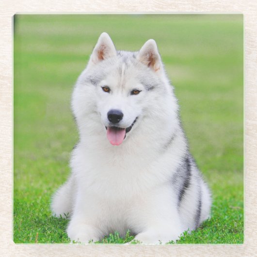 Witte Siberische Husky Puppy op Groen Grasveld Glazen Onderzetter (Voorkant)