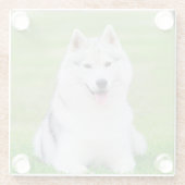 Witte Siberische Husky Puppy op Groen Grasveld Glazen Onderzetter (Achterkant)