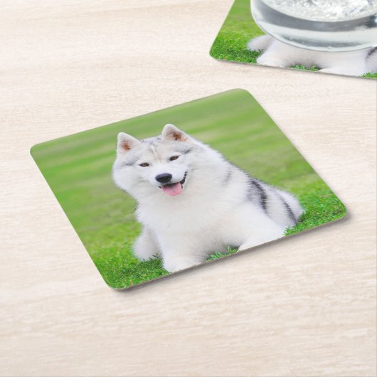 Witte Siberische Husky Puppy op Groen Grasveld Kartonnen Onderzetters (Schuin)