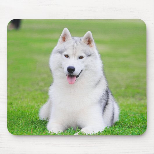 Witte Siberische Husky Puppy op Groen Grasveld Muismat (Voorkant)