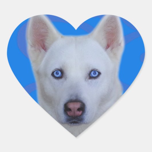 Witte Siberische Husky Sticker (blauwe achtergrond (Voorkant)