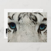 Witte Siberische tijger Briefkaart (Voorkant / Achterkant)