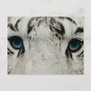Witte Siberische tijger Briefkaart