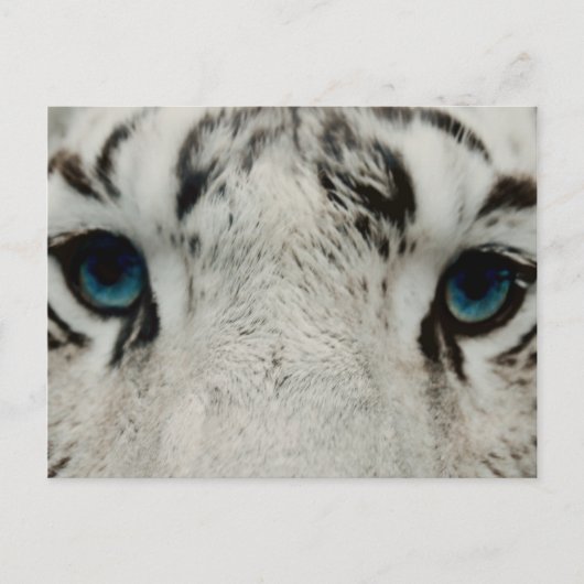 Witte Siberische tijger Briefkaart (Voorkant)