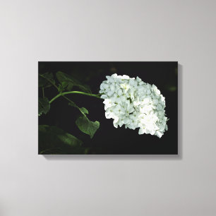 Witte Sneeuwbal Hortensia - Annabelle Canvas Afdruk
