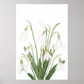 witte sneeuwbloem botanische waterverf poster