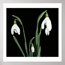 Witte sneeuwbloemen lenteren op zwarte fijne kunst