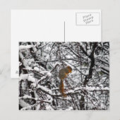  witte sneeuweekhoorn briefkaart (Voorkant / Achterkant)