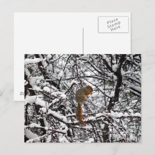  witte sneeuweekhoorn briefkaart (Voorkant / Achterkant)