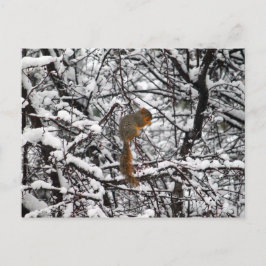  witte sneeuweekhoorn briefkaart