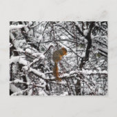  witte sneeuweekhoorn briefkaart (Voorkant)