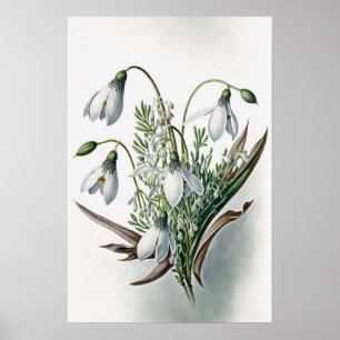 Witte Sneeuwklokbloemen Art Print Poster