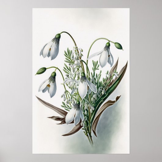 Witte Sneeuwklokbloemen Art Print Poster (Voorkant)