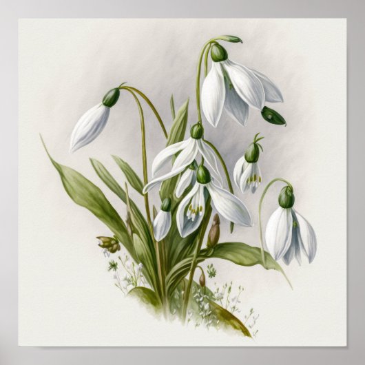 Witte Sneeuwklokje Bloemen Kunstprint Poster (Voorkant)