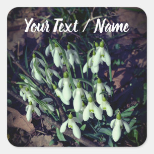 Witte Sneeuwklokjes Bloemen van de Lente Custom Vierkante Sticker