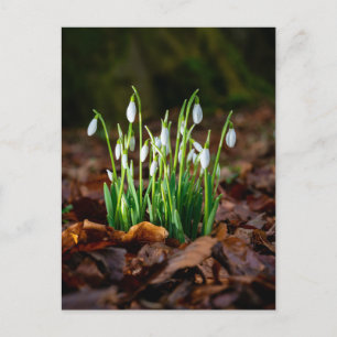 Witte Sneeuwklokjes Foto Briefkaart