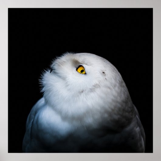 Witte Sneeuwuil in de Winter Poster (Voorkant)