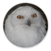 Witte Sneeuwuil Natuur Foto Keramische Knop (Voorkant)
