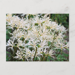 Witte Spider Lily ポストカード Briefkaart