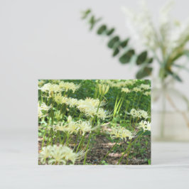Witte Spider Lily ポストカード Briefkaart