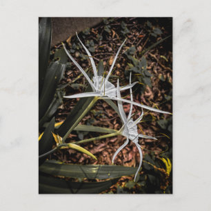 Witte Spiderlelie Bloeit – Athens Georgia Briefkaart