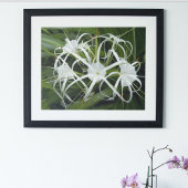 Witte Spiderlelie Bloesem Bloemen Poster