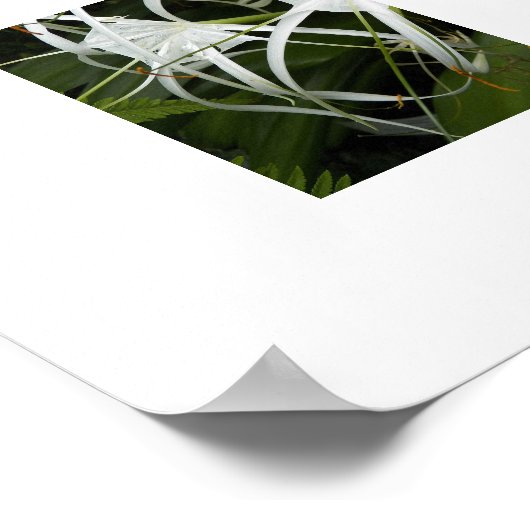 Witte spin lelie bloeit bloemig poster (Hoek)