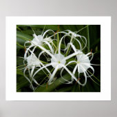 Witte spin lelie bloeit bloemig poster (Voorkant)