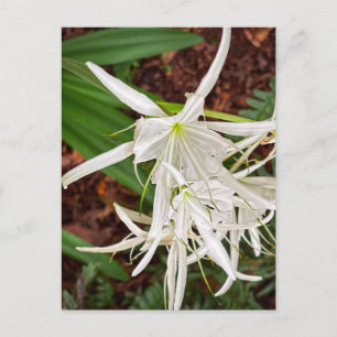 Witte Spinnenlelie Bloeit – Athens Georgia Briefkaart