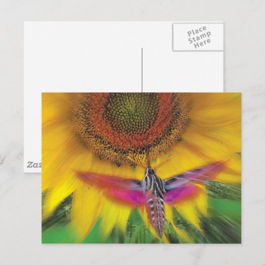 witte spinnex briefkaart (Voorkant / Achterkant)