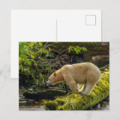 Witte Spirit Bear Briefkaart (Voorkant / Achterkant)