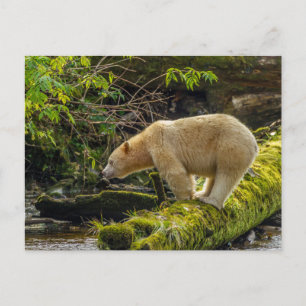 Witte Spirit Bear Briefkaart