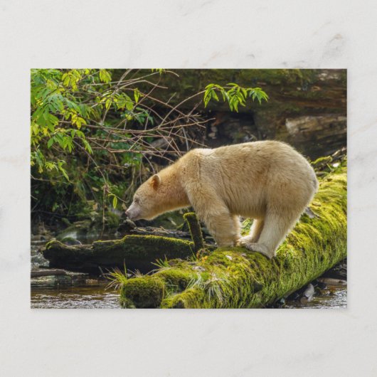 Witte Spirit Bear Briefkaart (Voorkant)