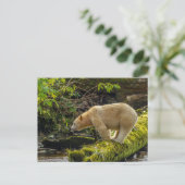Witte Spirit Bear Briefkaart (Staand voorkant)