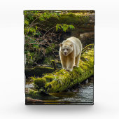Witte Spirit Bear | Brits-Columbia, Canada Fotoblokken (Voorkant)