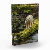 Witte Spirit Bear | Brits-Columbia, Canada Fotoblokken (Links)