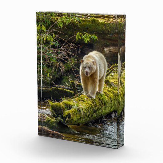 Witte Spirit Bear | Brits-Columbia, Canada Fotoblokken (Rechts)