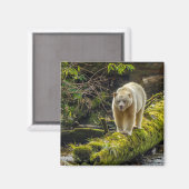 Witte Spirit Bear | Brits-Columbia, Canada Magneet (Voorkant / Achterkant)