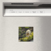 Witte Spirit Bear | Brits-Columbia, Canada Magneet (Insitu (Vaatwasser))