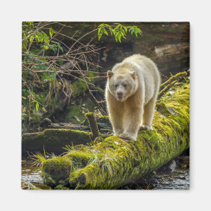 Witte Spirit Bear   Brits-Columbia, Canada Magneet