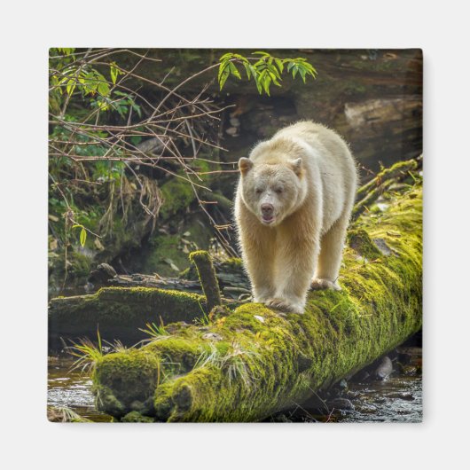 Witte Spirit Bear | Brits-Columbia, Canada Magneet (Voorkant)