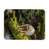 Witte Spirit Bear | Brits-Columbia, Canada Magneet (Horizontaal)