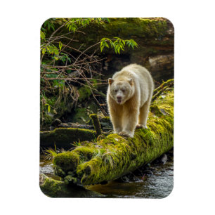 Witte Spirit Bear   Brits-Columbia, Canada Magneet