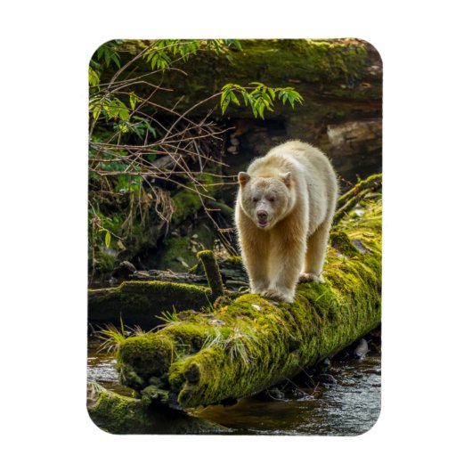 Witte Spirit Bear | Brits-Columbia, Canada Magneet (Verticaal)