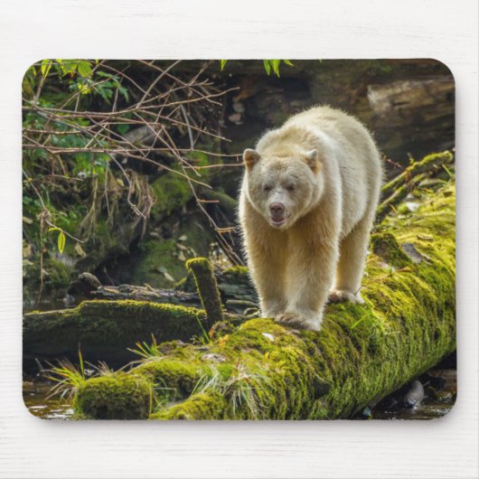 Witte Spirit Bear | Brits-Columbia, Canada Muismat (Voorkant)